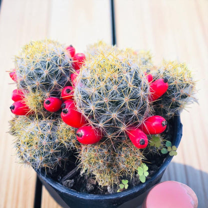 Mammillaria Prolifera (Bare Rooted)