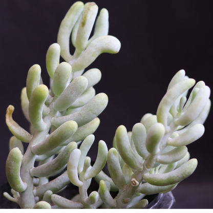 Sedum Allantoides