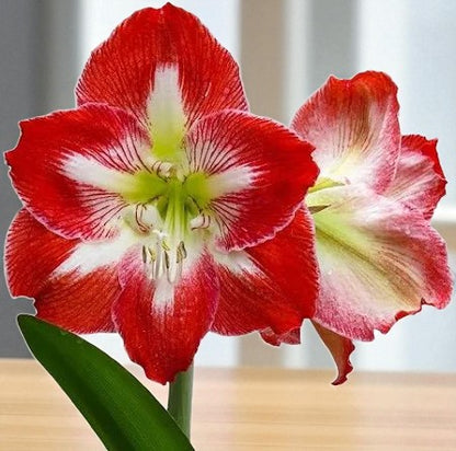 Amaryllis Lily