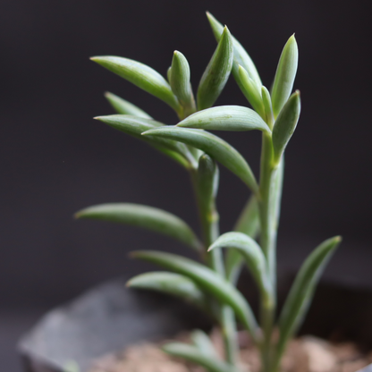 Senecio radicans (String of banana)