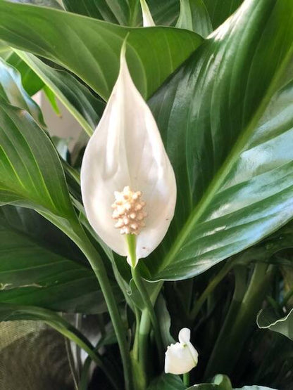Spathiphyllum Peace Lily Sapling