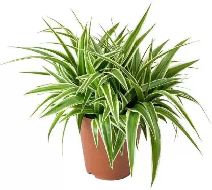 SPIDER PLANT AIR PURIFIER (BARE ROOTED)