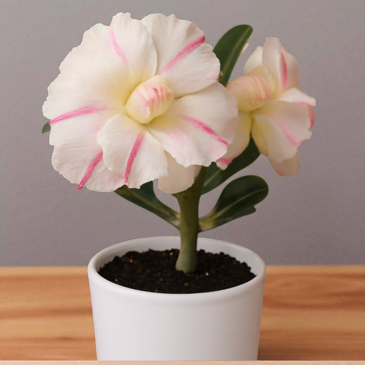 Adenium R6