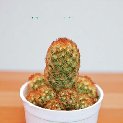 Mammillaria elongata "Ladyfinger Cactus"