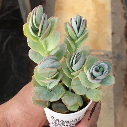 Kalanchoe Marnieriana (Bare Rooted)