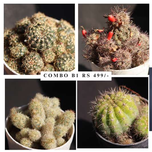 Combo B1 cactus