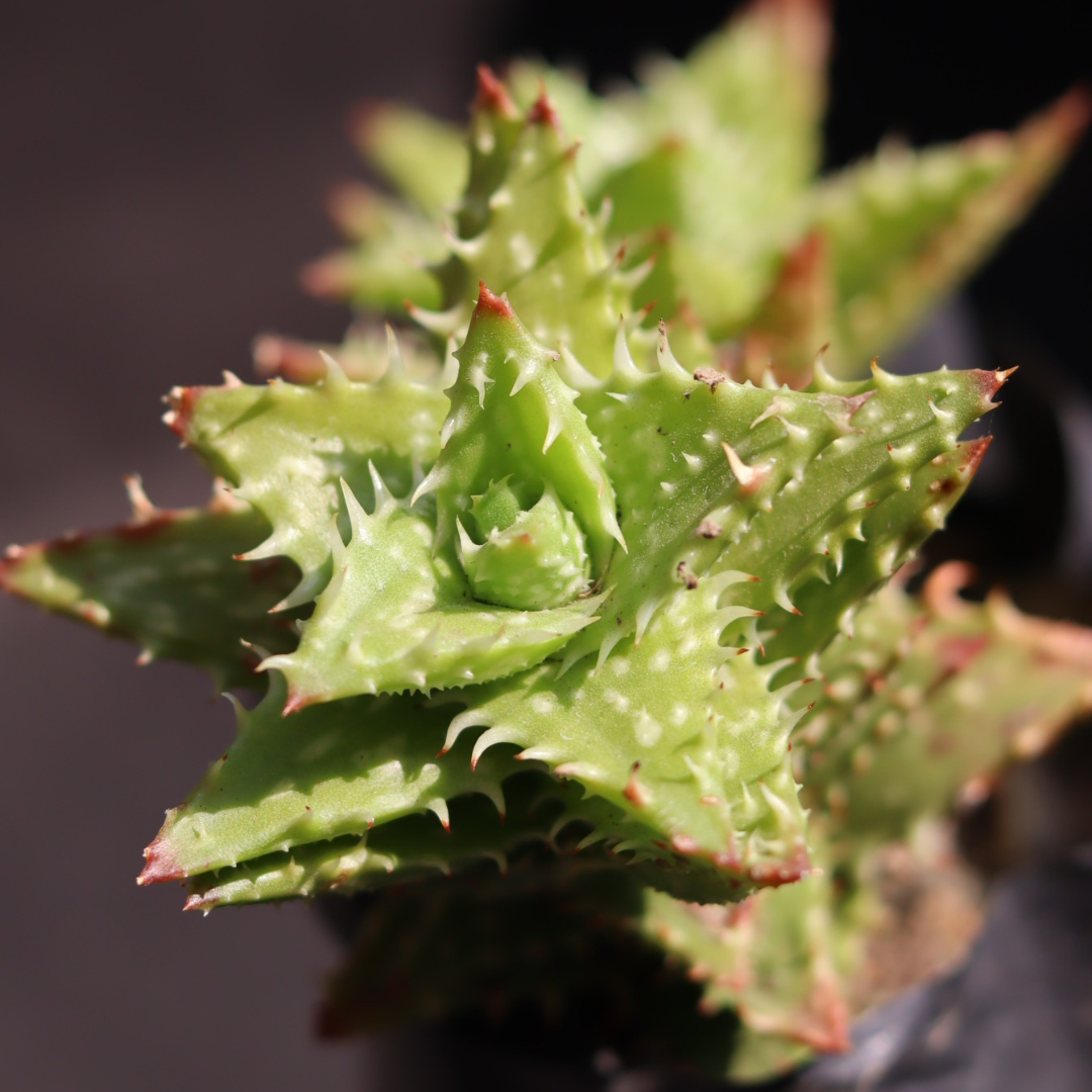 Juvenna Tiger tooth aloe