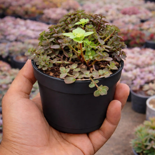 Turtle Vine Plant