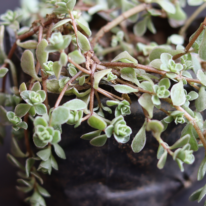 Sedum makinoi variegated