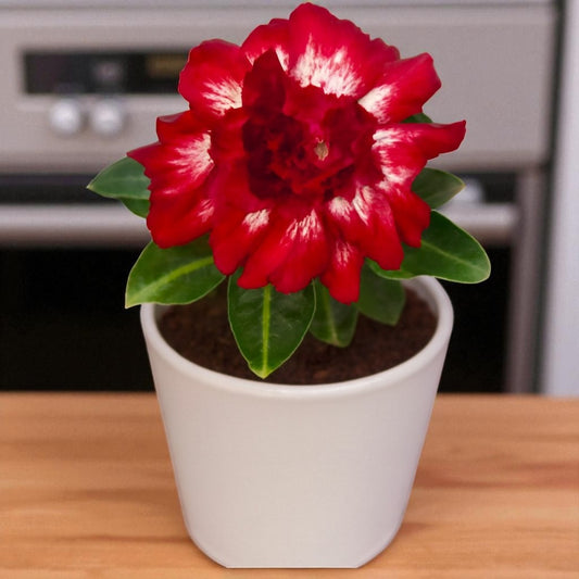 Adenium R64