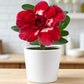 Adenium R65