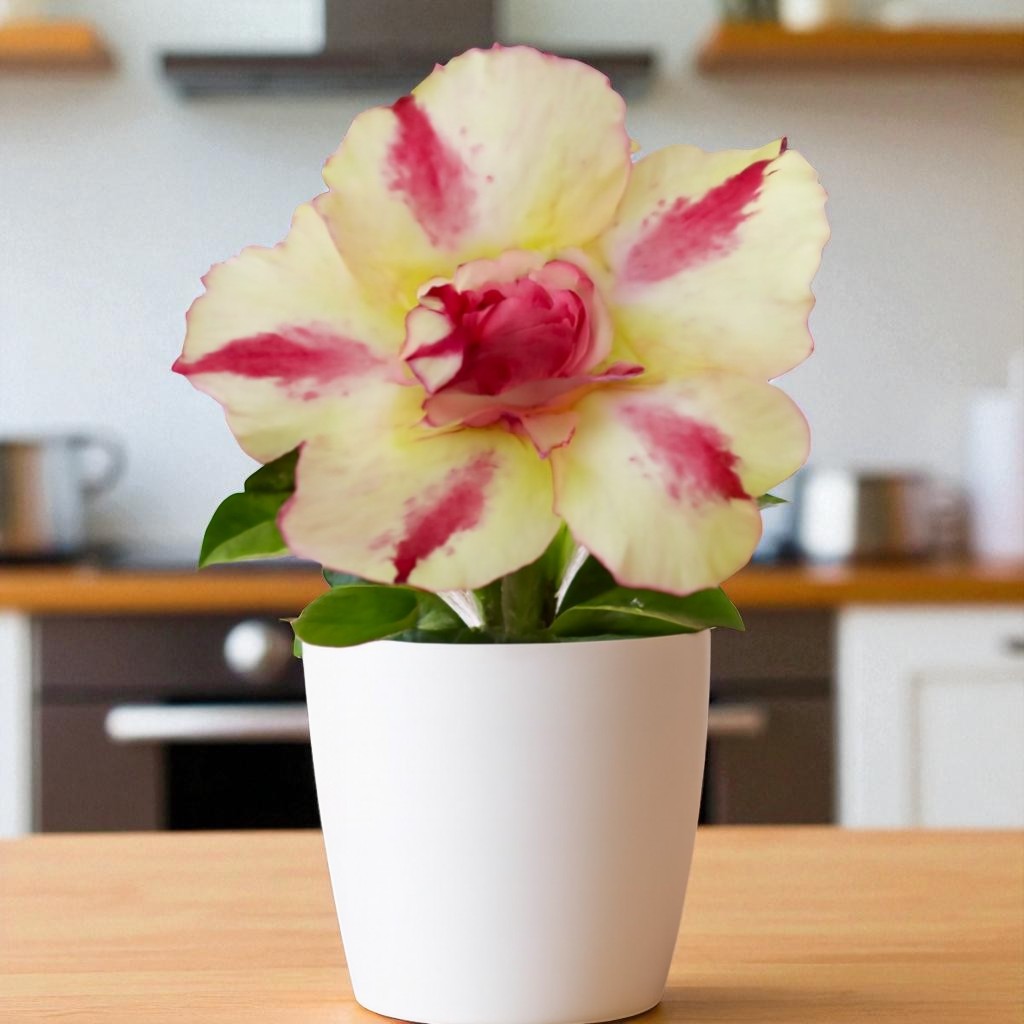 Adept R67 Adenium R67 – Plant Orbit