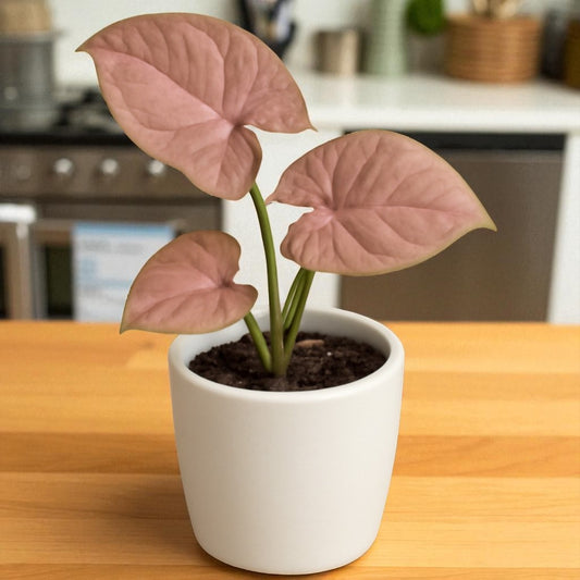 Pink syngonium in 2 inches Netpot