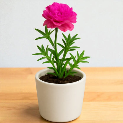Portulaca moss rose Plant Mix colour Netpot