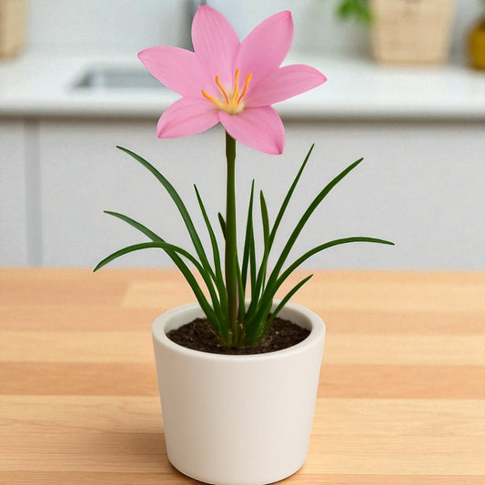 Pink Rain Lily Bulb