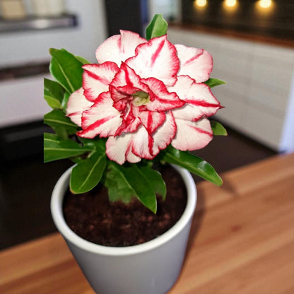 Adenium R54
