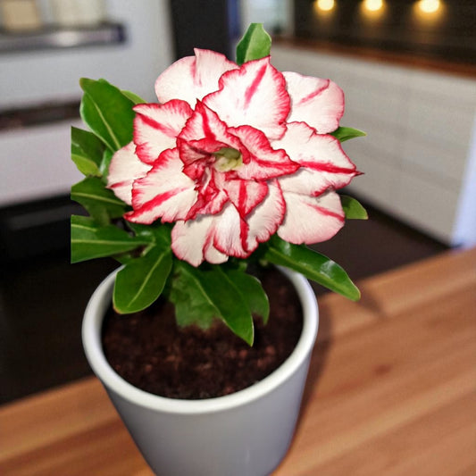 Adenium R54