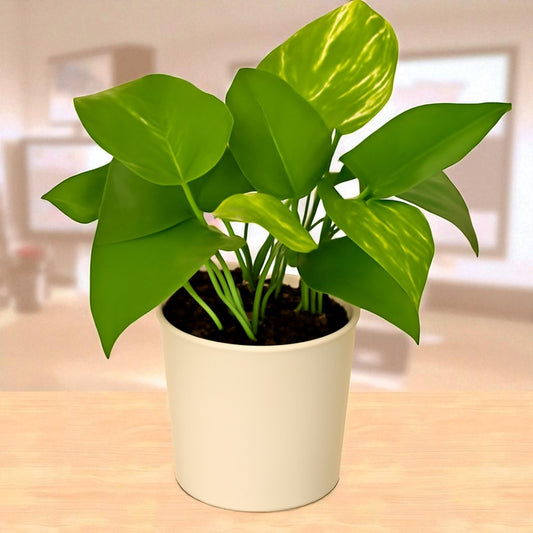 Green Money Plant