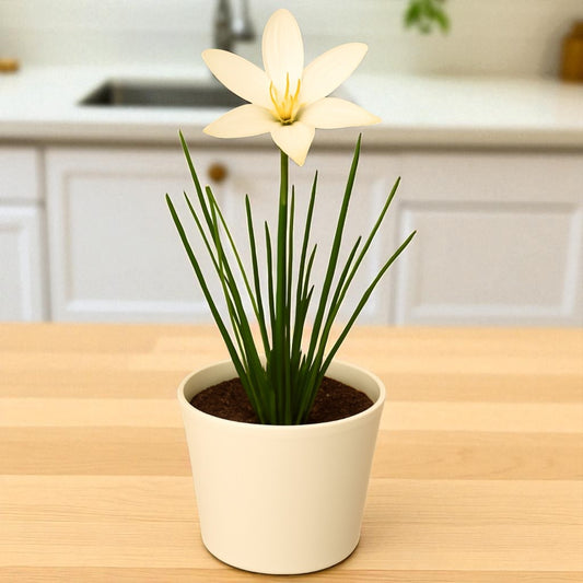 White Rain Lily Bulb