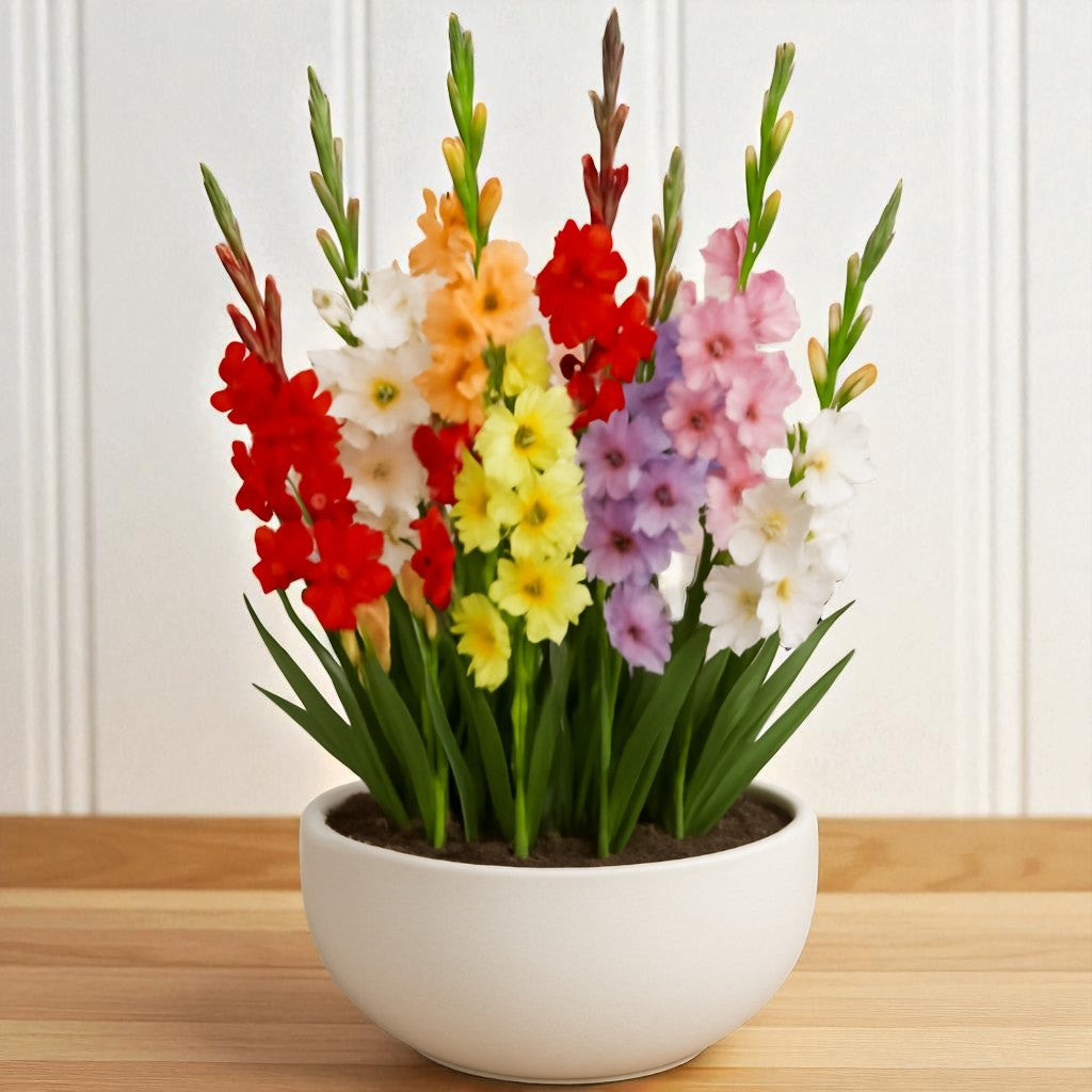Gladiolus Mix Flowering Bulbs