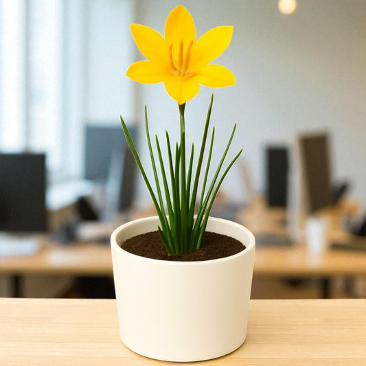 Yelllow rain Lily Bulb