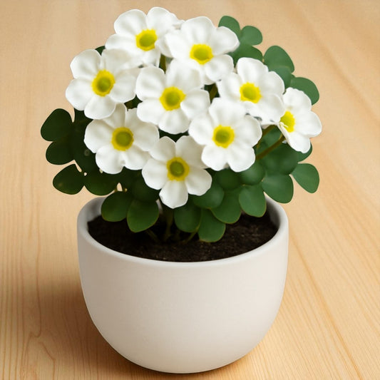Oxalis White