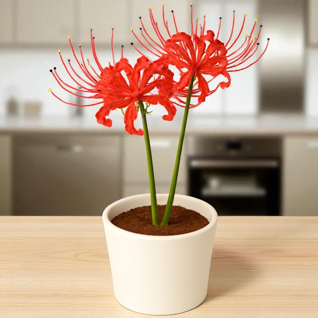 Lycoris Lily