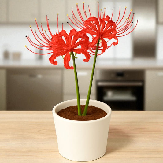 Lycoris Lily