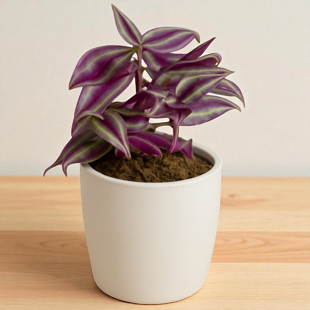 zebrina succulent Tradescantia Zebrina Purple Wandering Jew Plant – Plant Orbit