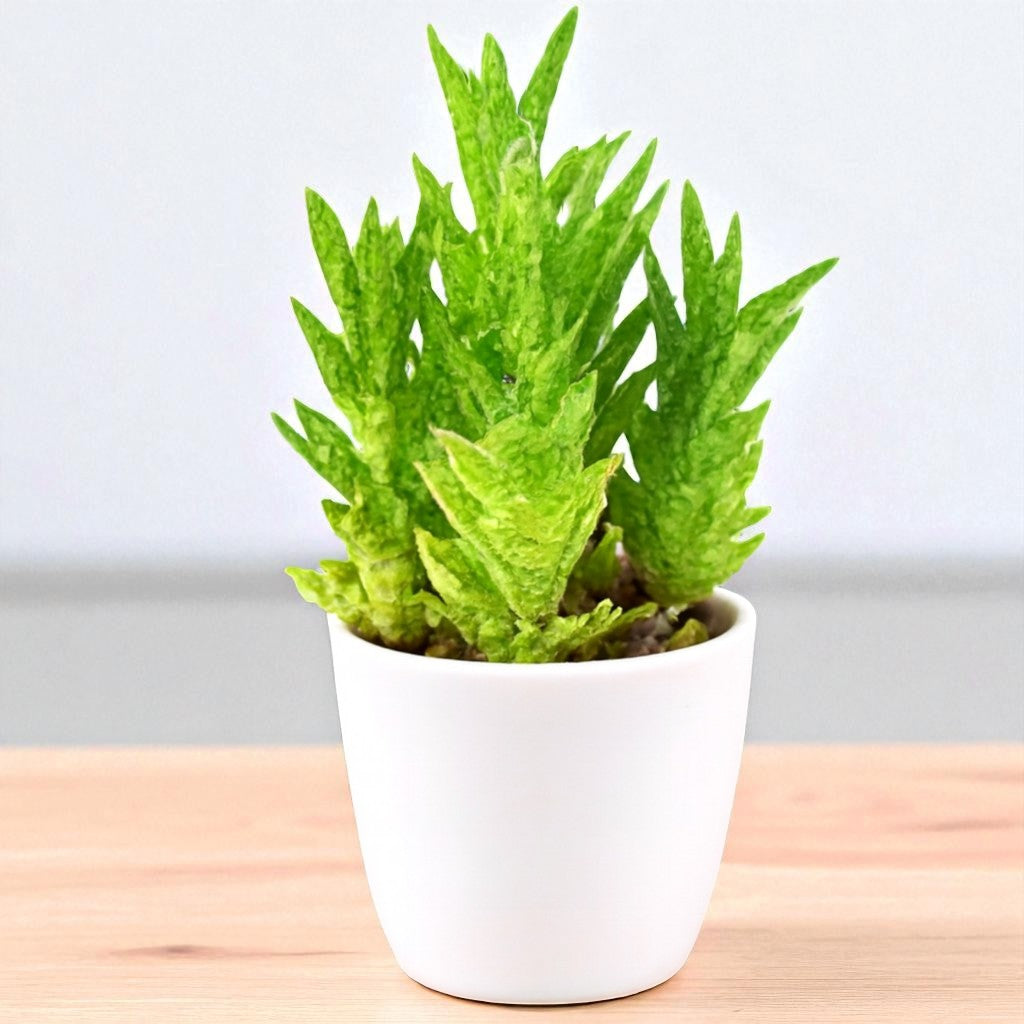 Juvenna Tiger tooth aloe
