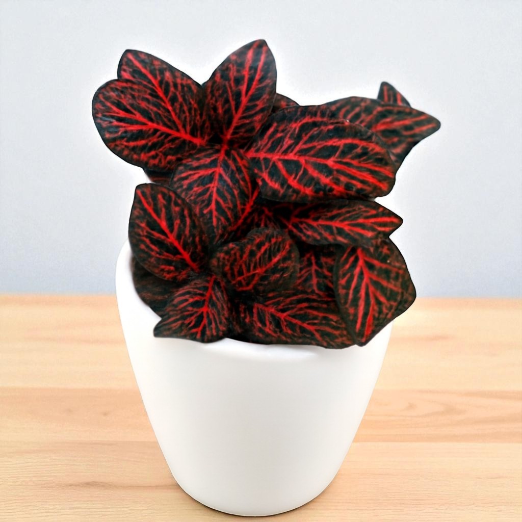 Red Fittonia