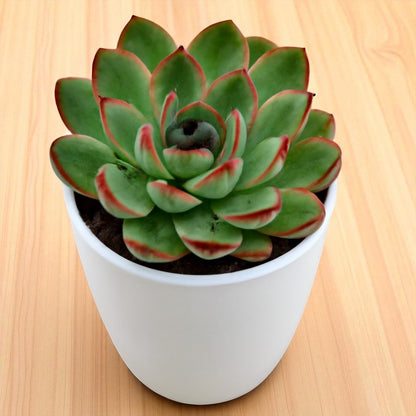 Echeveria pulidonis (Bare Rooted)
