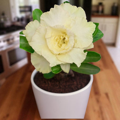 Adenium R56