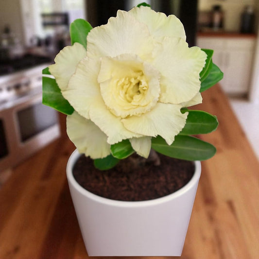 Adenium R56
