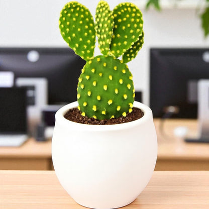 Opuntia Microdasys Var. Pallida Bunny Ear Cactus