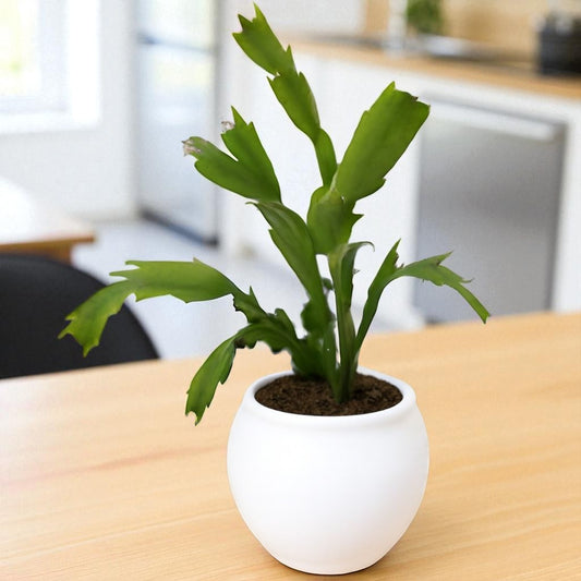 Christmas Cactus Pink (Bare Rooted)