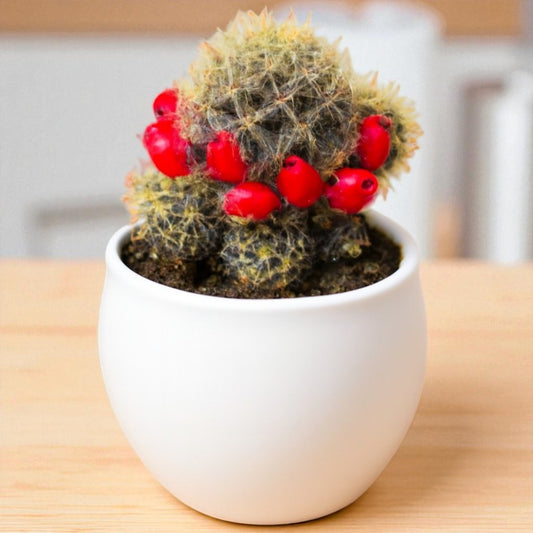 Mammillaria Prolifera (Bare Rooted)