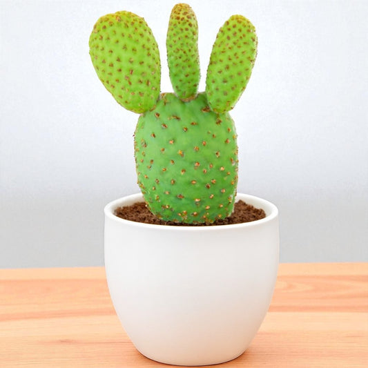 Opuntia Microdasys Rufida Flor ( Red Bunny Ear ) (Bare Rooted)