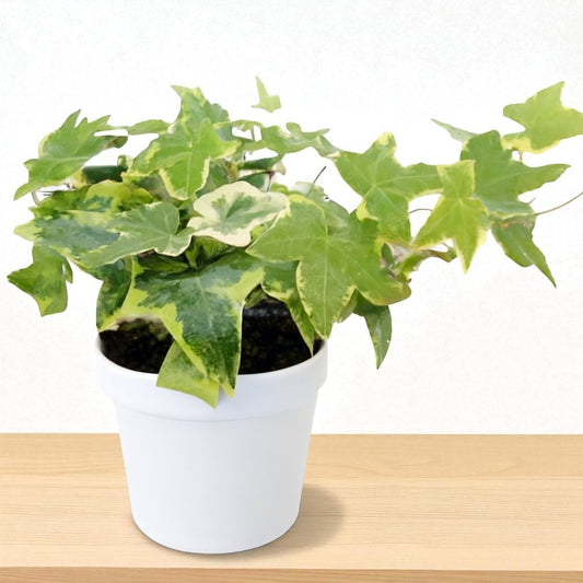 English Ivy (Bare Rooted)