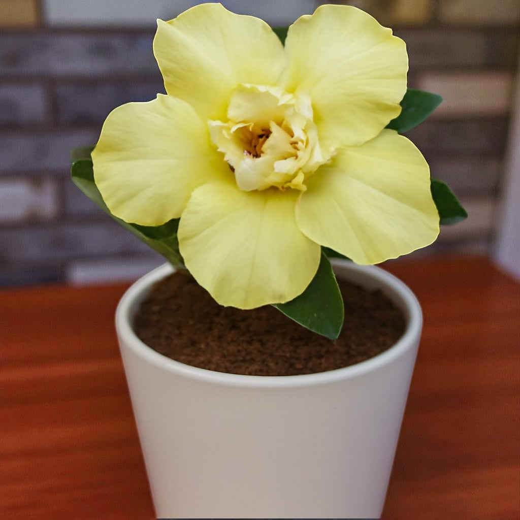 Adenium R57