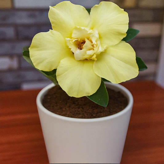 Adenium R57