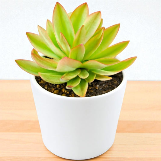 YELLOW VARIEGATED CAMFIRE (BARE ROOTED)