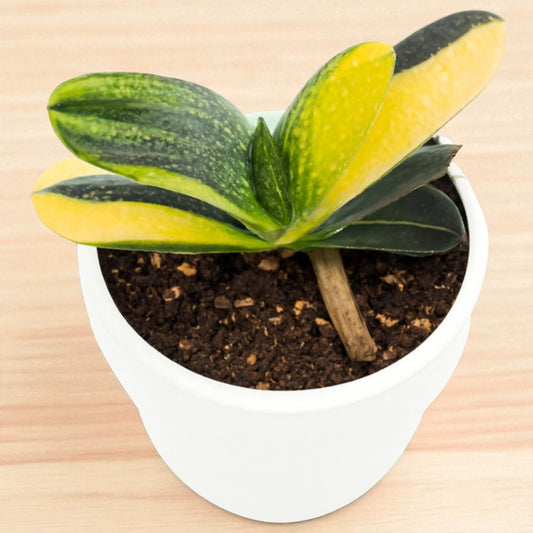 Gasteria Nitida Variegated