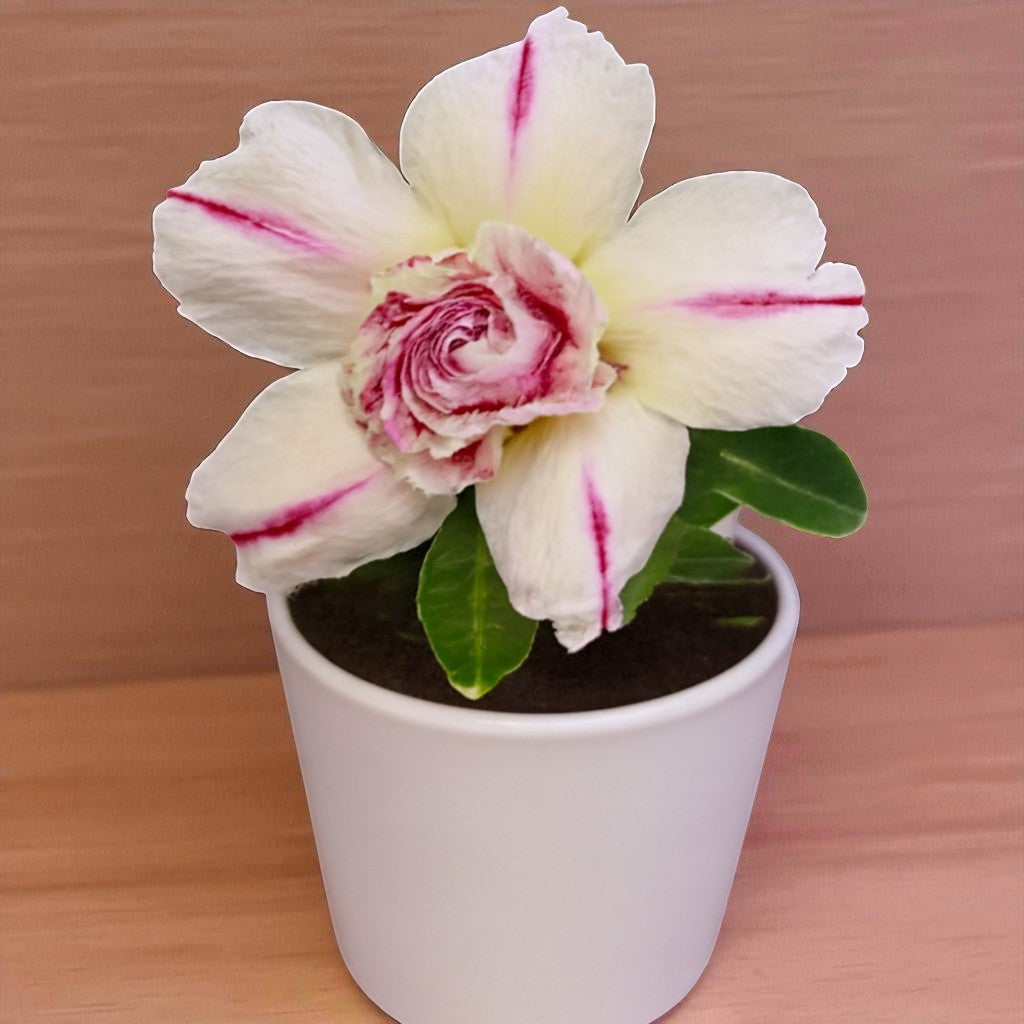 Adenium R58