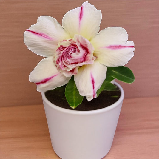 Adenium R58