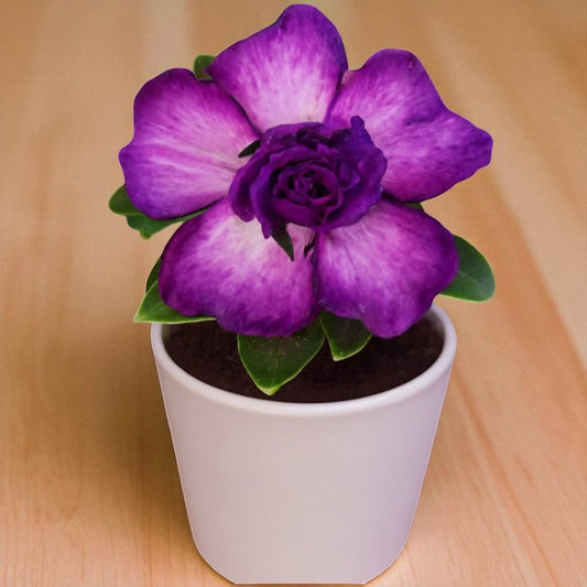 Adenium R59