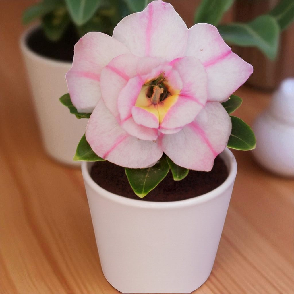 Adenium R60