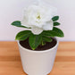 Adenium R62