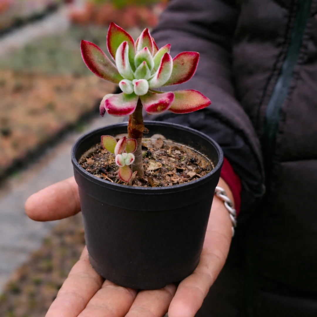 Echeveria Pulvinata