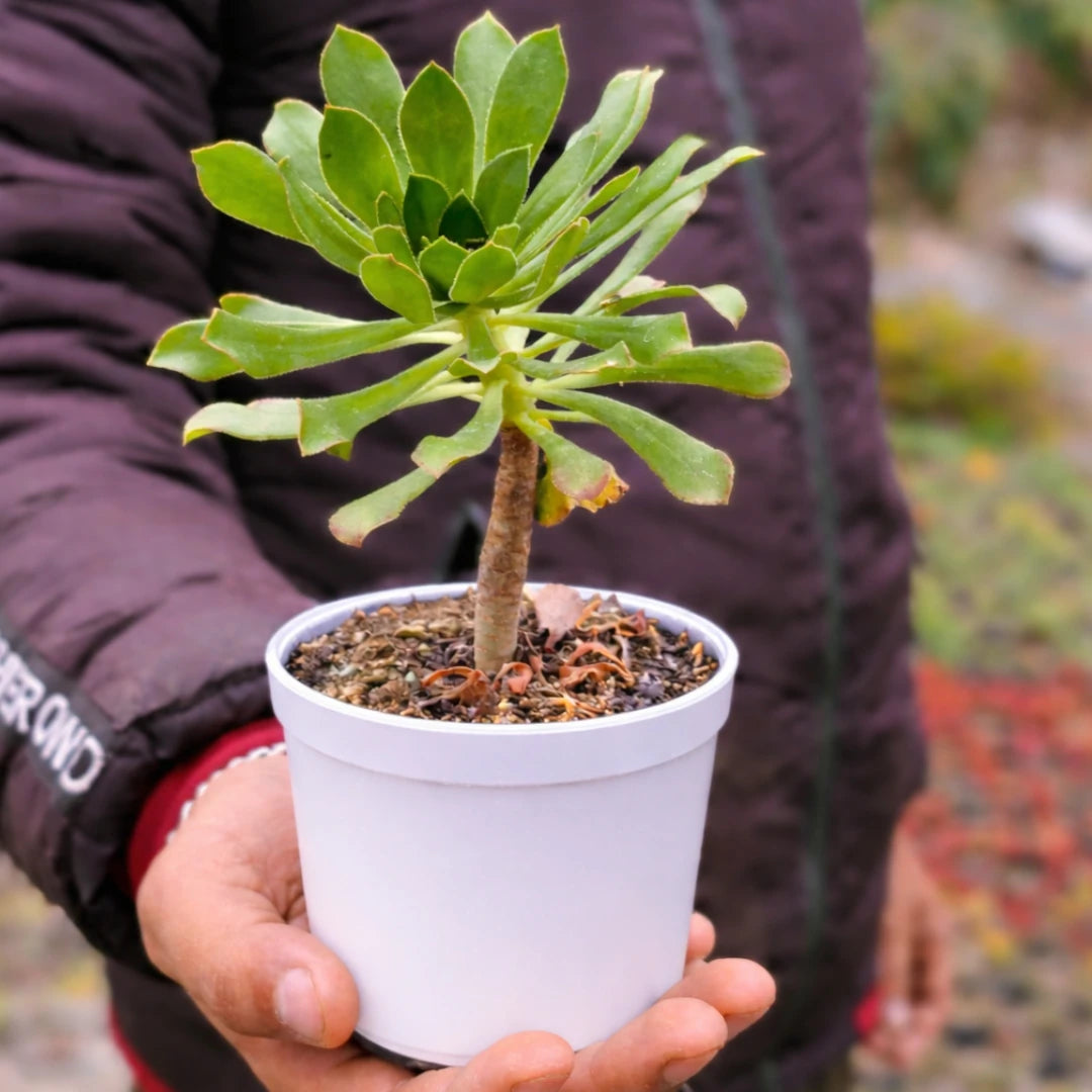 Green Aeonium